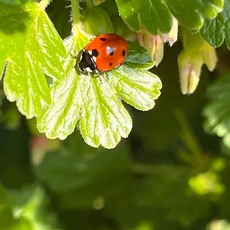 Schlaflodge Wohnwagen In Idyllischer Daire *