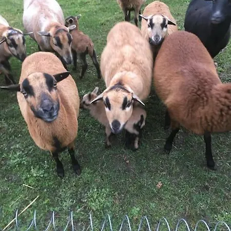 Appartement Schlaflodge Wohnwagen In Idyllischer *