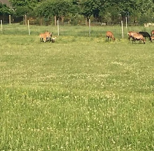 Schlaflodge Wohnwagen In Idyllischer Apartmán *