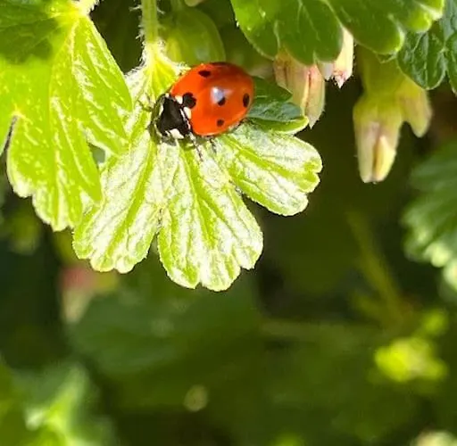 Schlaflodge Wohnwagen In Idyllischer Apartmán *