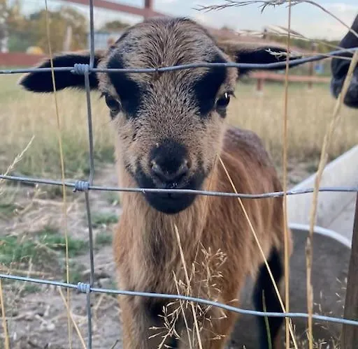 Apartmán Schlaflodge Wohnwagen In Idyllischer *
